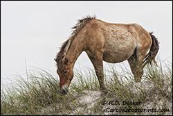 Photo Of The Week Equine Photographers Network