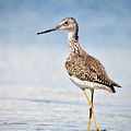Greater Yellow Legs at Rachel Carson Estuarine Reserve