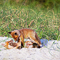 Playful Red Foxes on the Outer Banks