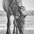 Wild Horse with Wind Blown Mane