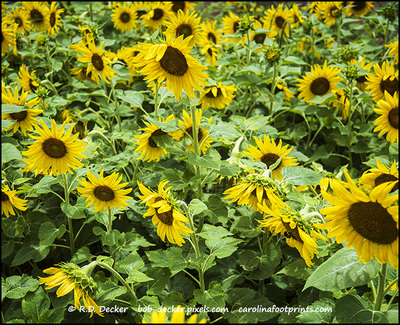 Sunflowers - A Symbol of Summer