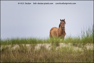 Wild Horses Of Beaufort North Carolina